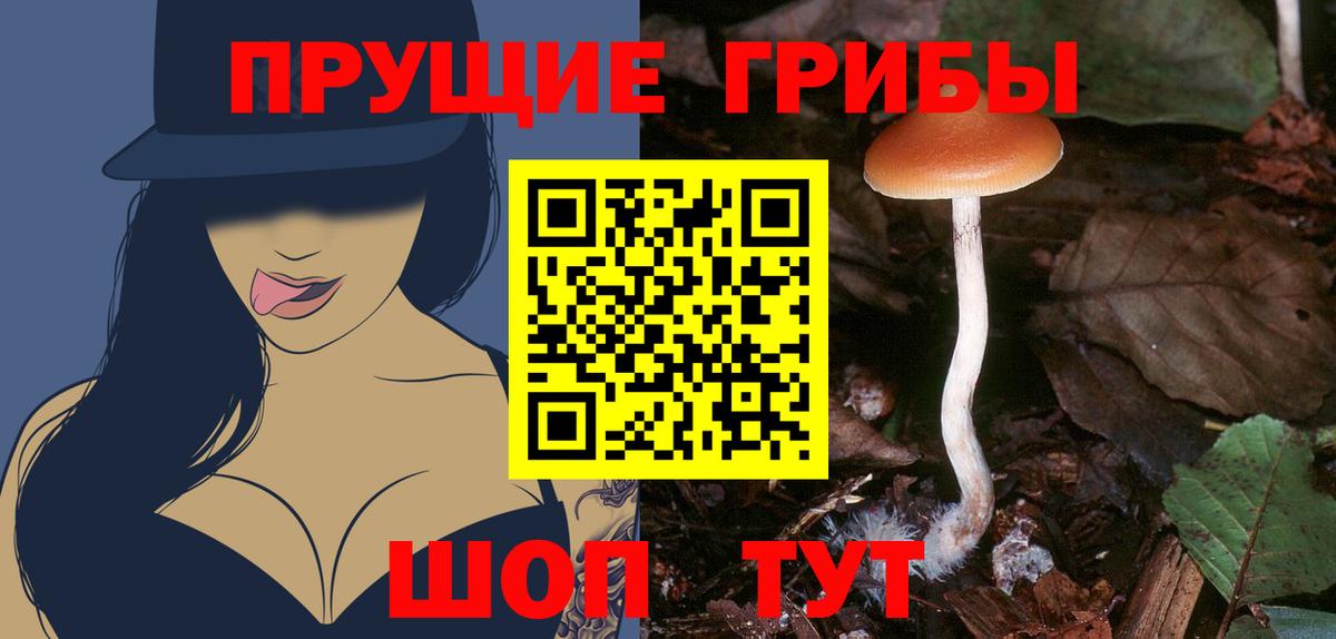 Урус-Мартан  как найти наркотики  Вход с VPN  Галлюциногенные грибы Psilocybe 